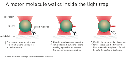A motor molecule walks inside the light trap (šířka 450px)