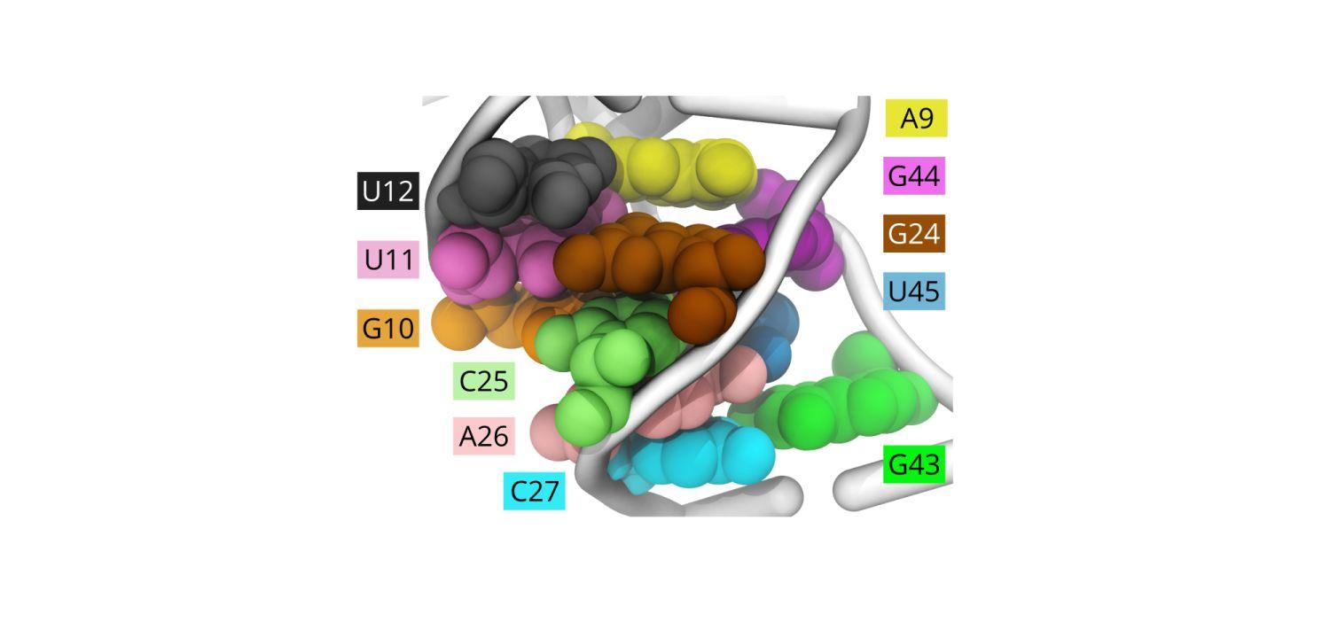 Computer simulations shed light on how unusual tRNAs change the rules of reading the genetic code