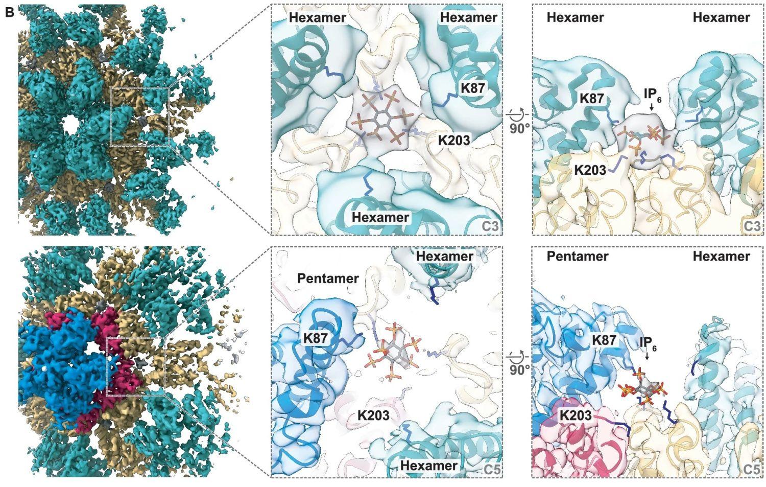 UCT Prague researchers participated in the discovery of a new mechanism for stabilizing retroviral capsids