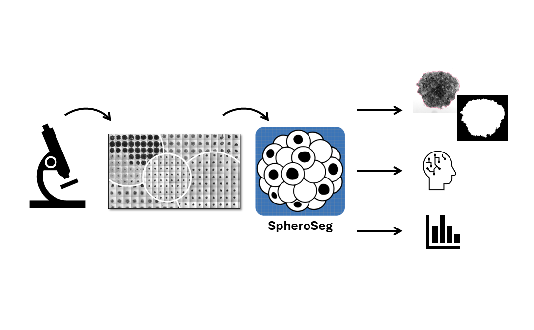 SpheroSeg – advancing tumor spheroid analysis with deep learning
