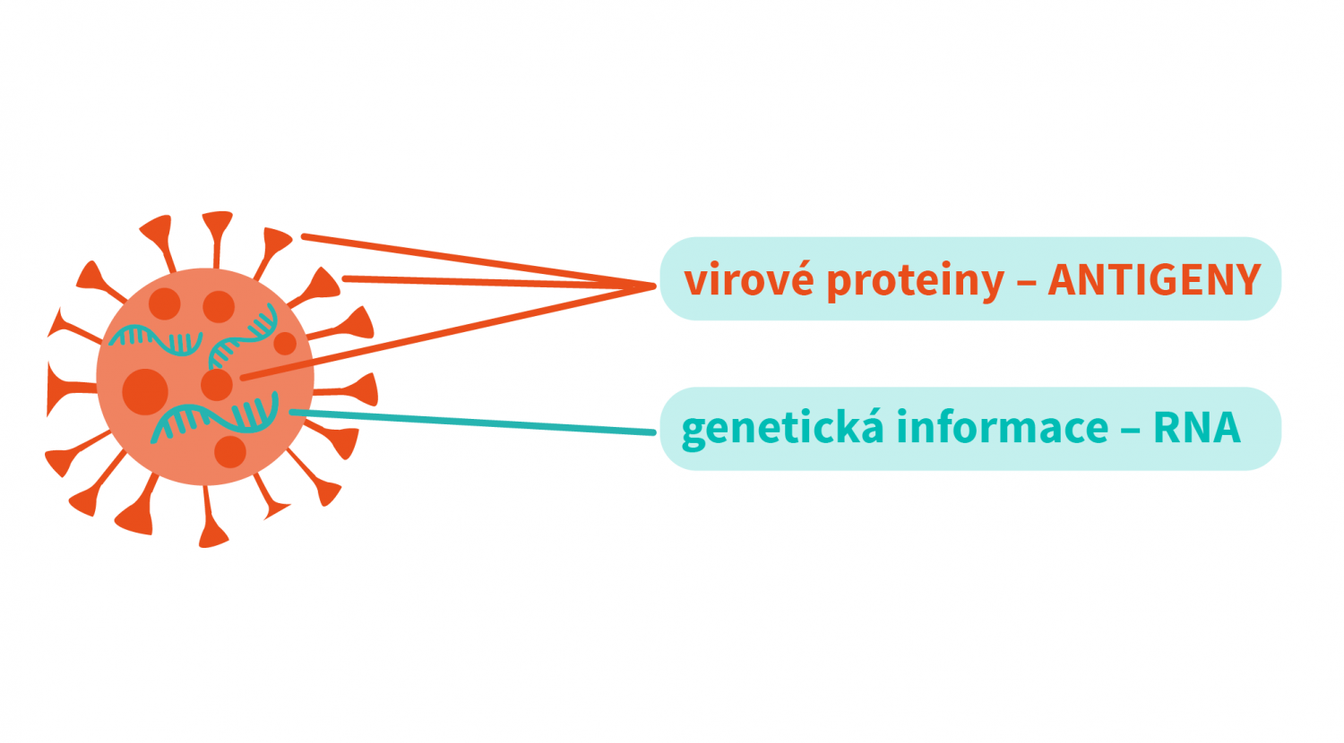 Jak fungují testy na COVID-19?