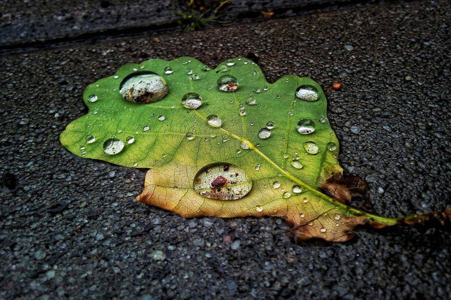 Světový den vody