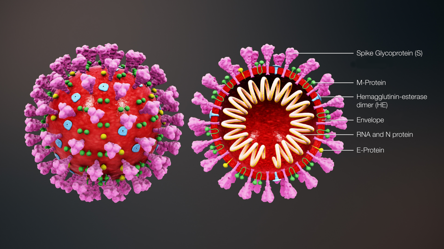 Koronavirus ve vodách
