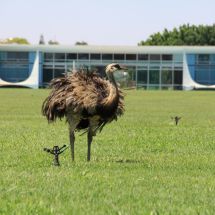Presidentský palác hlídá i vzrostlý Emu