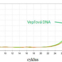 qPCR − detekce fluorescenčního signálu kuřecí a vepřové DNA