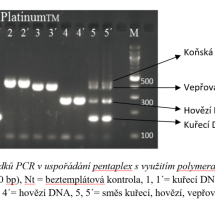 Elektroforeogram výsledků PCR