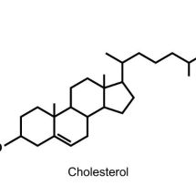 Obr. 1 - struktura cholesterolu