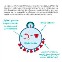 mRNA vakcíny (3)