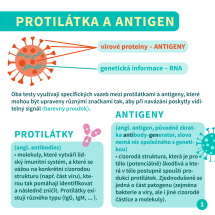 2_antigen_protilatky3