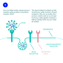 3 – Životní cyklus viru (2)