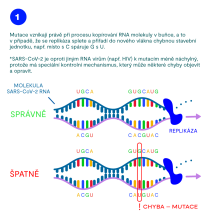 9 – Vznik mutace (2)