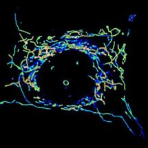 Fluorescencne znacene bunecne struktury 1