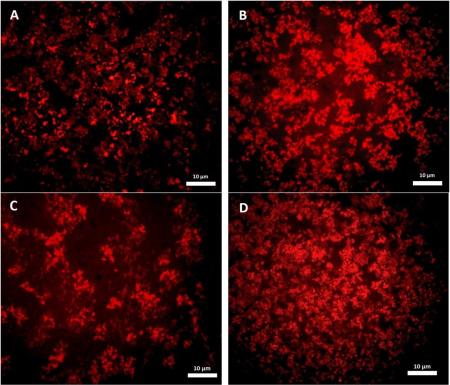  ◳ Confocal laser scanning microscopy images of yoghurt samples (jpg) → (šířka 450px)