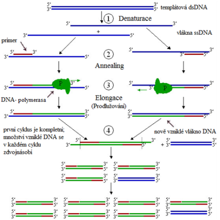 Průběh PCR: dsDNA = dvouvláknová DNA (z angl. double stranded), ssDNA = jednovláknová DNA (z angl. single stranded)