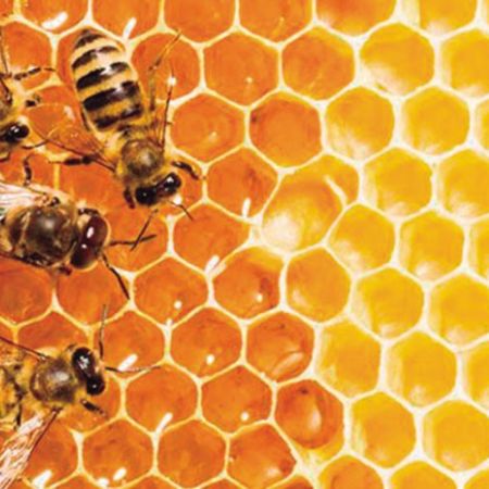Obr. 1 – včely s včelí pláství