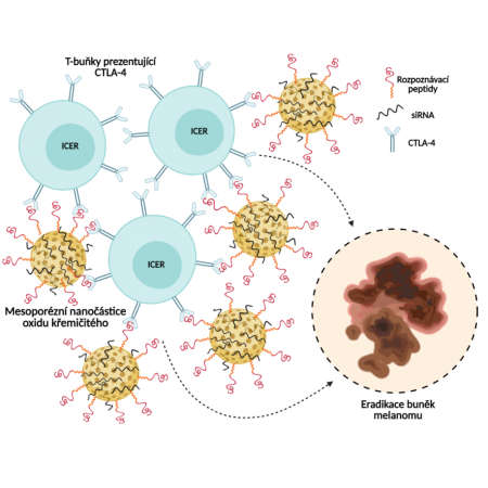 Cílení mesoporézních nanočástic na inhibitory kontrolních bodů imunitního systému