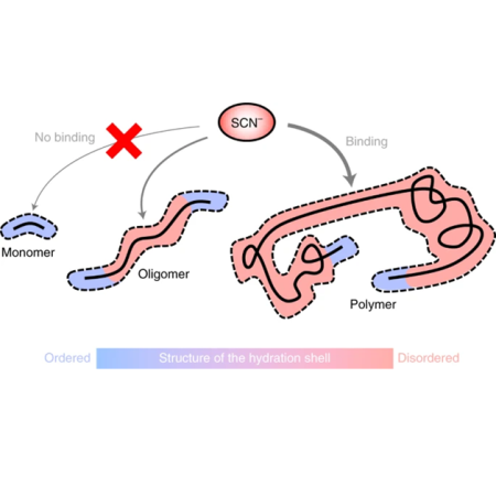 Dissolution of the molecules