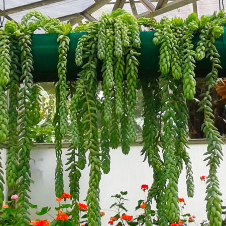 Beautiful Hanging Plants (Chethiyanidushan, Wikimedia Commons)