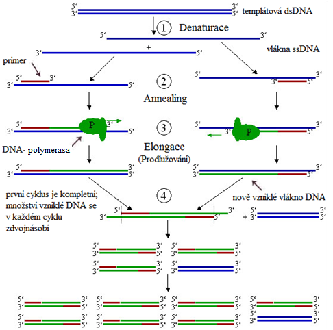 Průběh PCR: dsDNA = dvouvláknová DNA (z angl. double stranded), ssDNA = jednovláknová DNA (z angl. single stranded) Průběh PCR: dsDNA = dvouvláknová DNA (z angl. double stranded), ssDNA = jednovláknová DNA (z angl. single stranded)