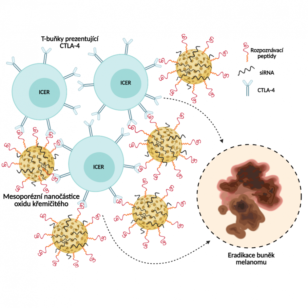 Cílení mesoporézních nanočástic na inhibitory kontrolních bodů imunitního systému Cílení mesoporézních nanočástic na inhibitory kontrolních bodů imunitního systému