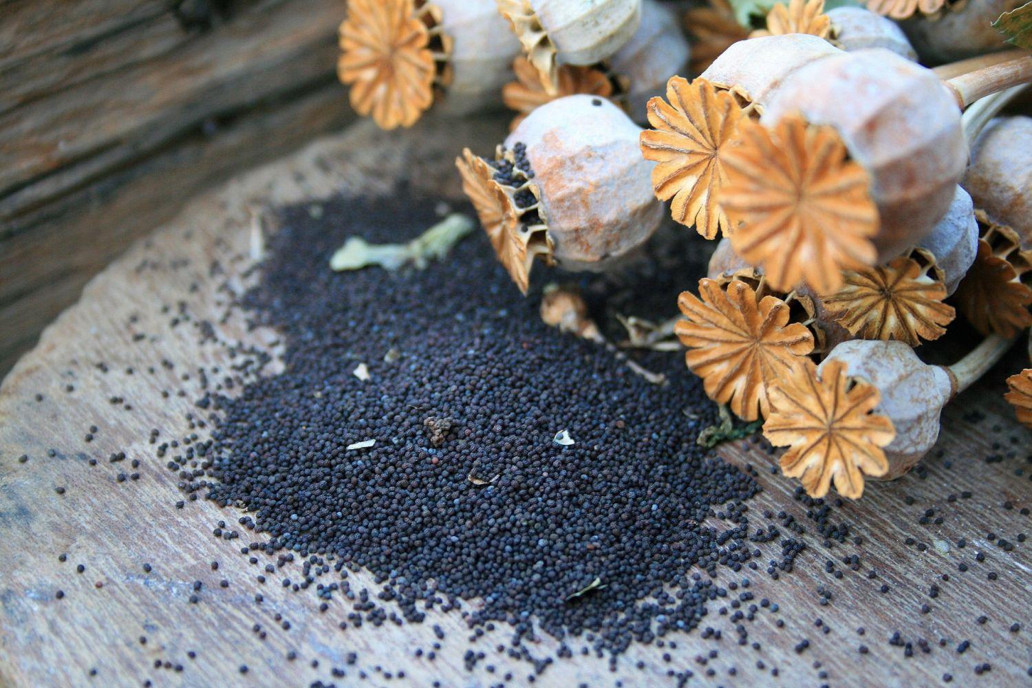 poppy-seed-pods-and-seed poppy-seed-pods-and-seed