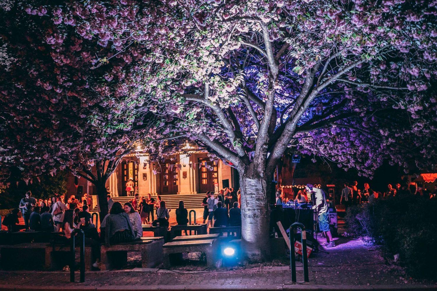 Hanami 2019 - 1